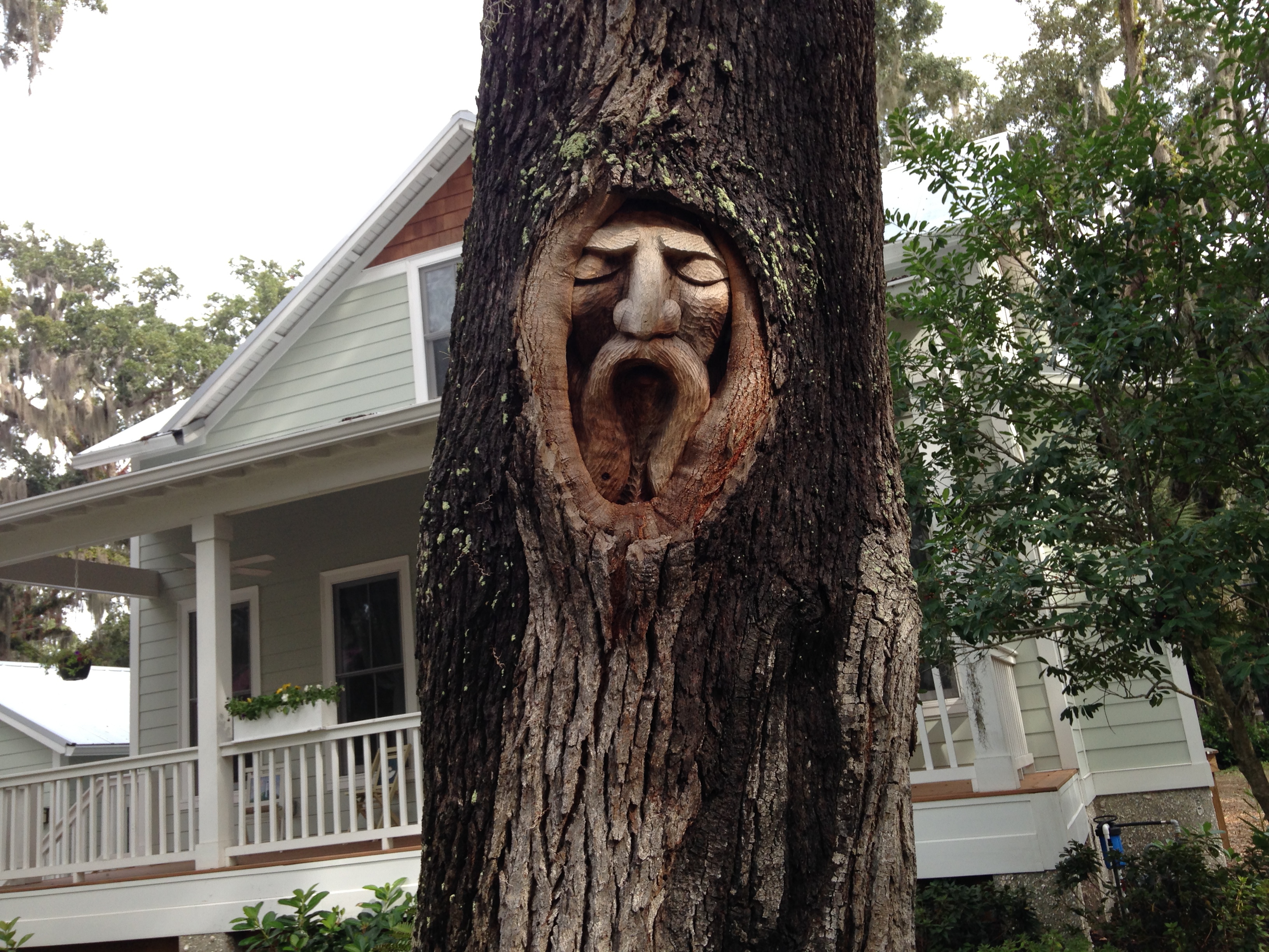 Spirit faces in trees