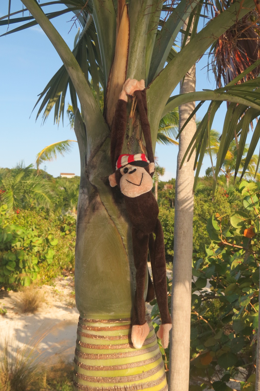 AMAS monkeying around