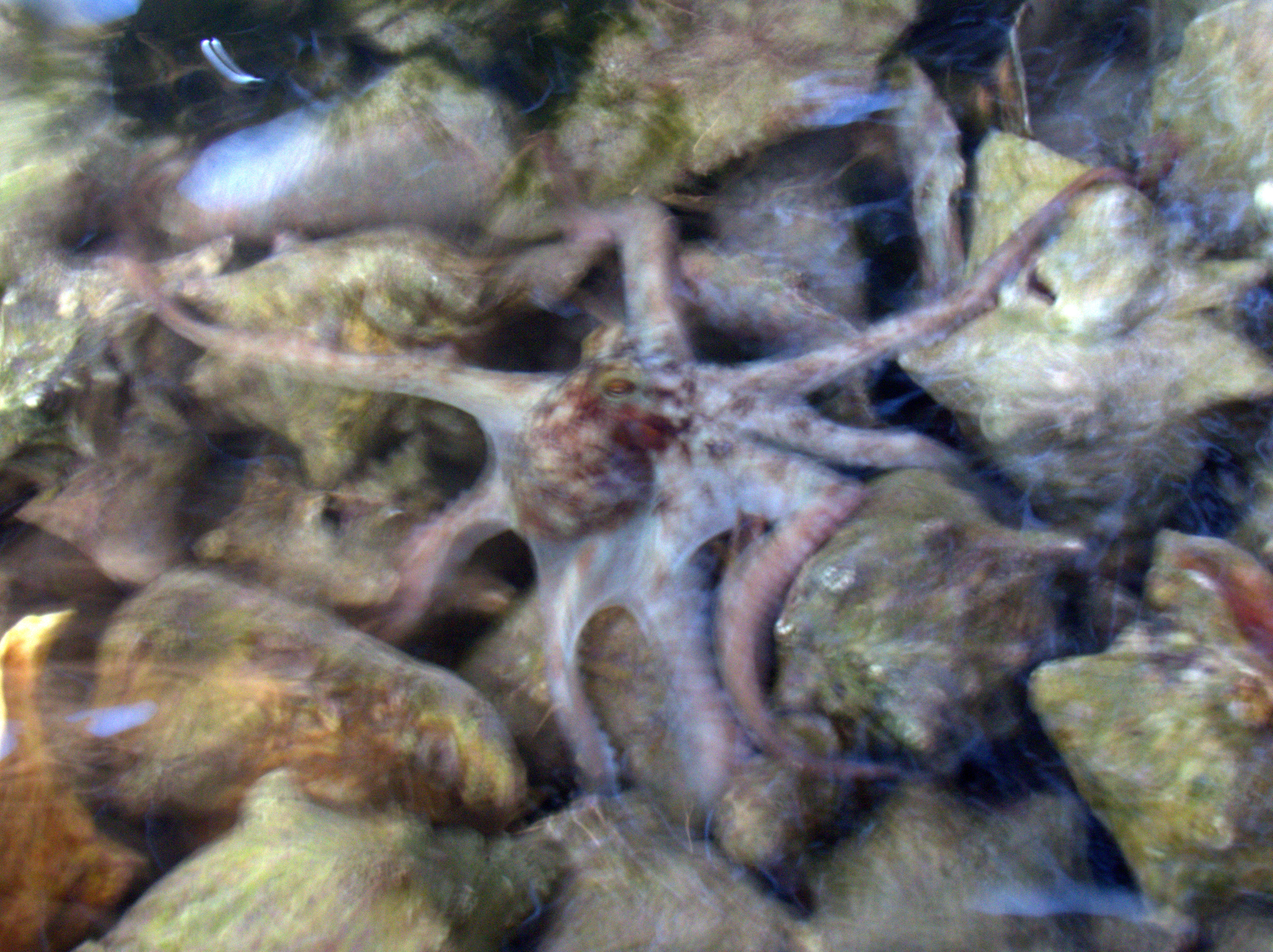 Octopus blending in with conch shells