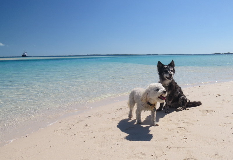 Pups enjoying the beach