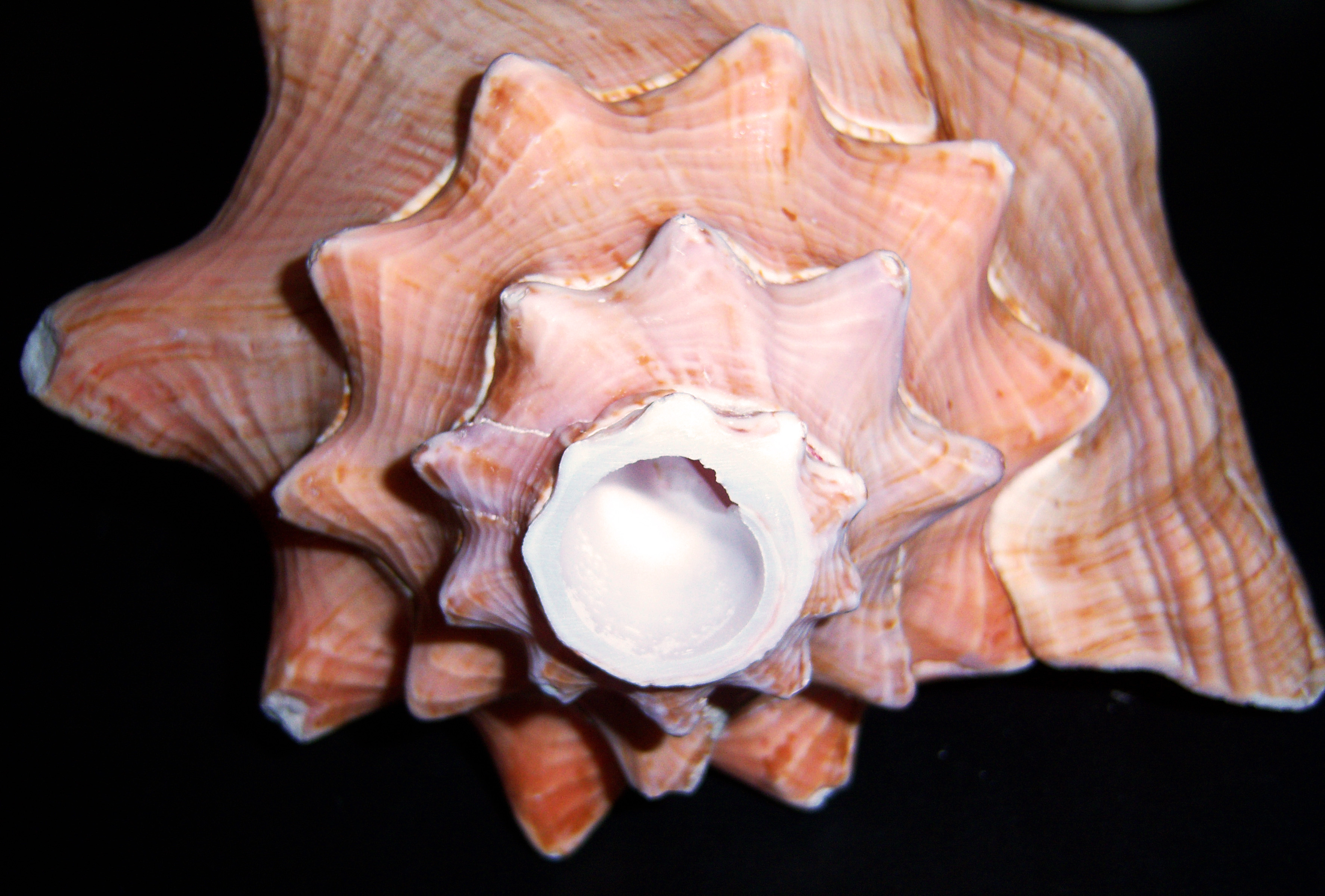 conch shell horn