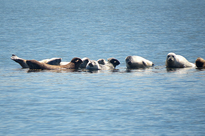 sunning seals