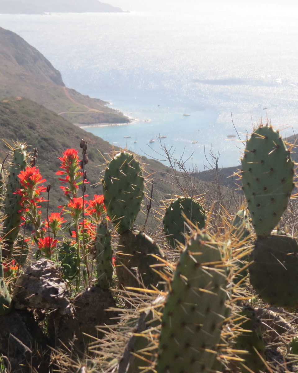 Cactus in bloom