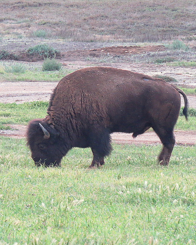 Bison of Catalina Island