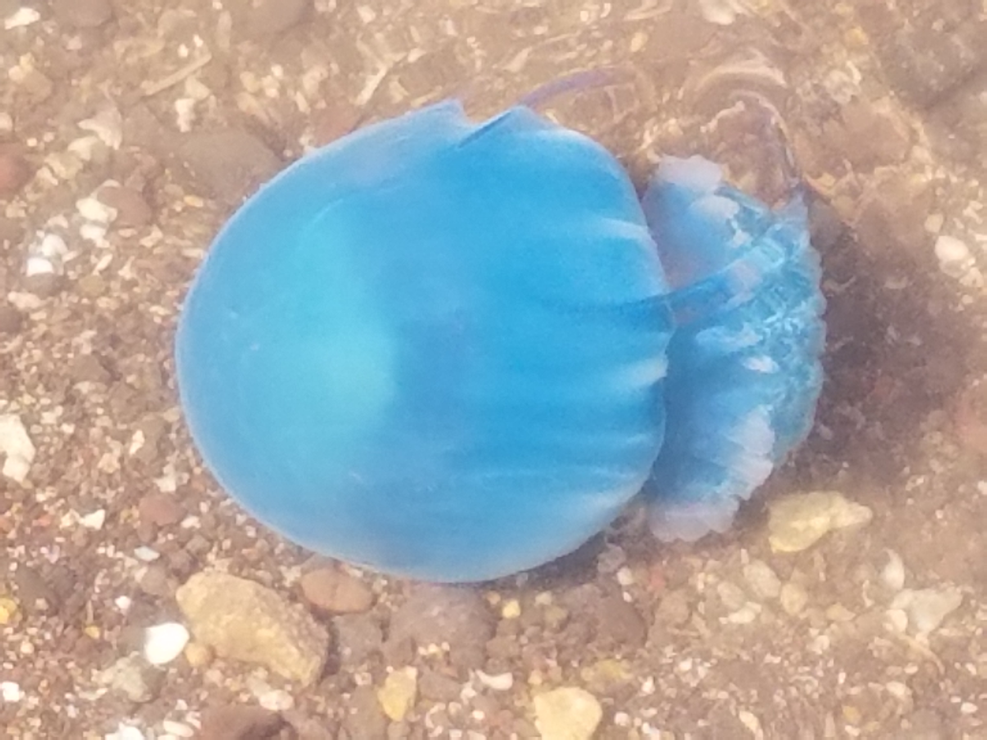 Blueberry Jellyfish