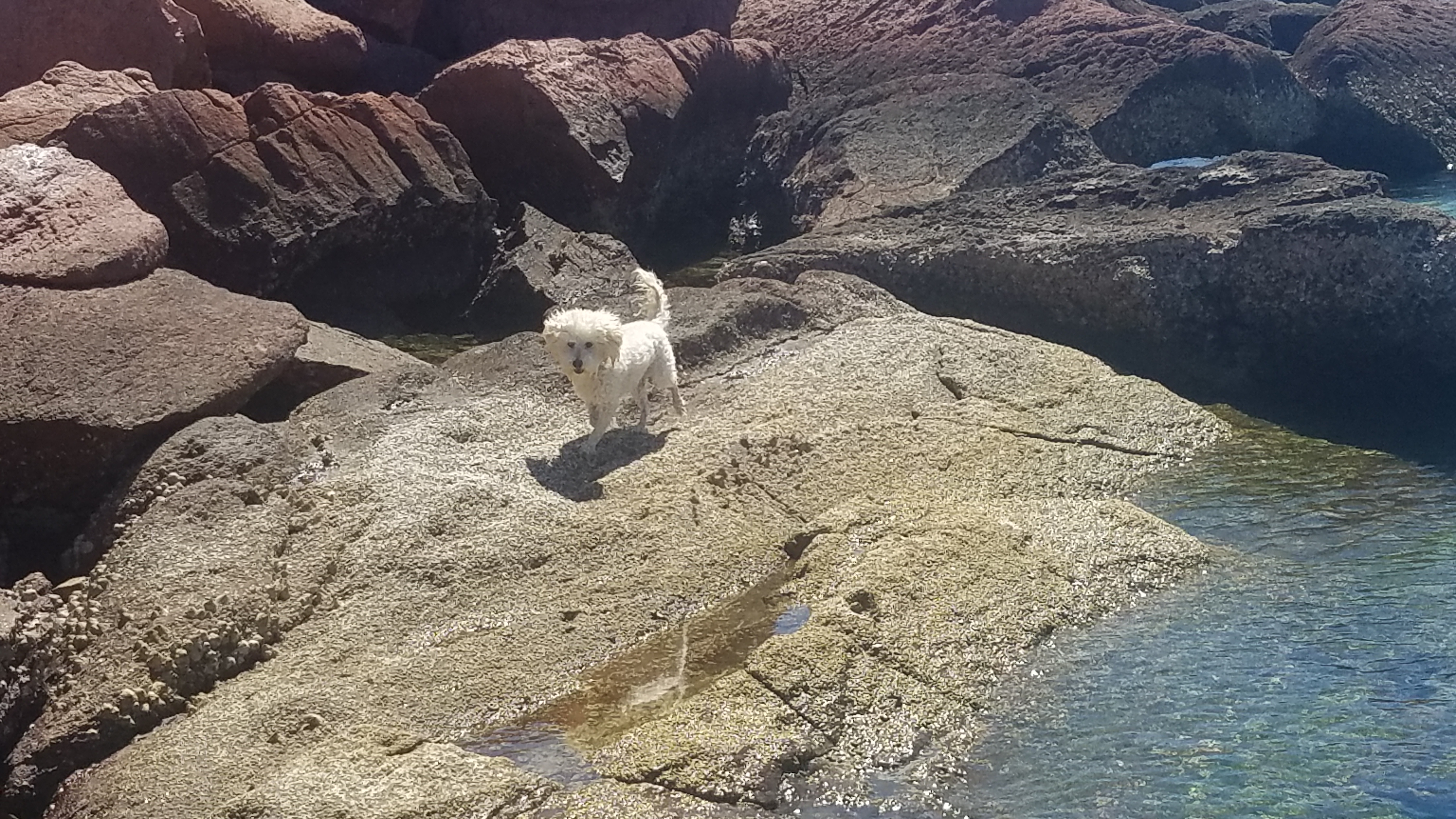 Chance loves chasing crabs!