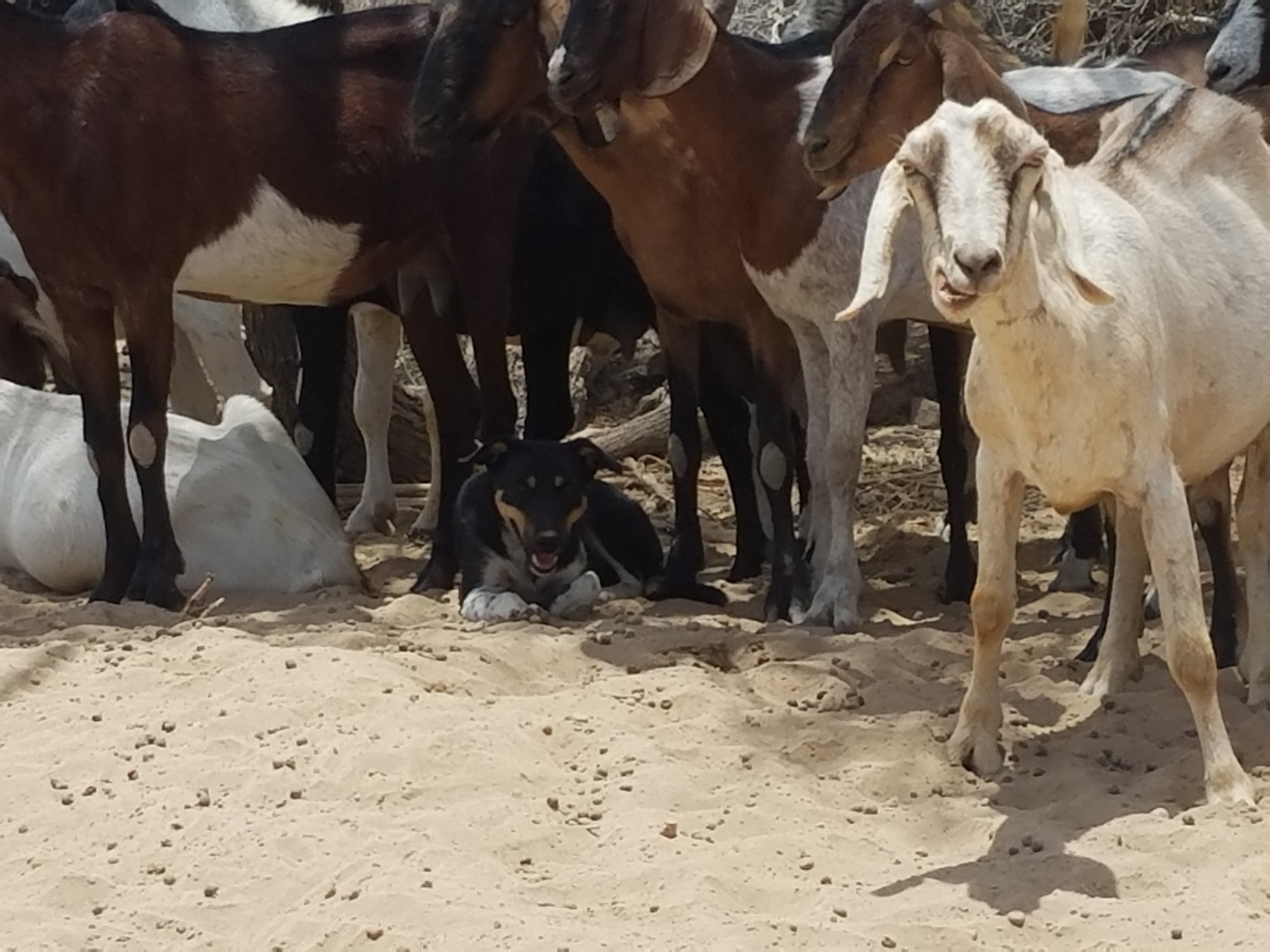 This dog is at home among his goat herd.