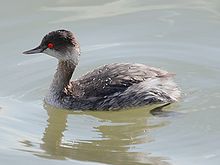 Lovely little grebe