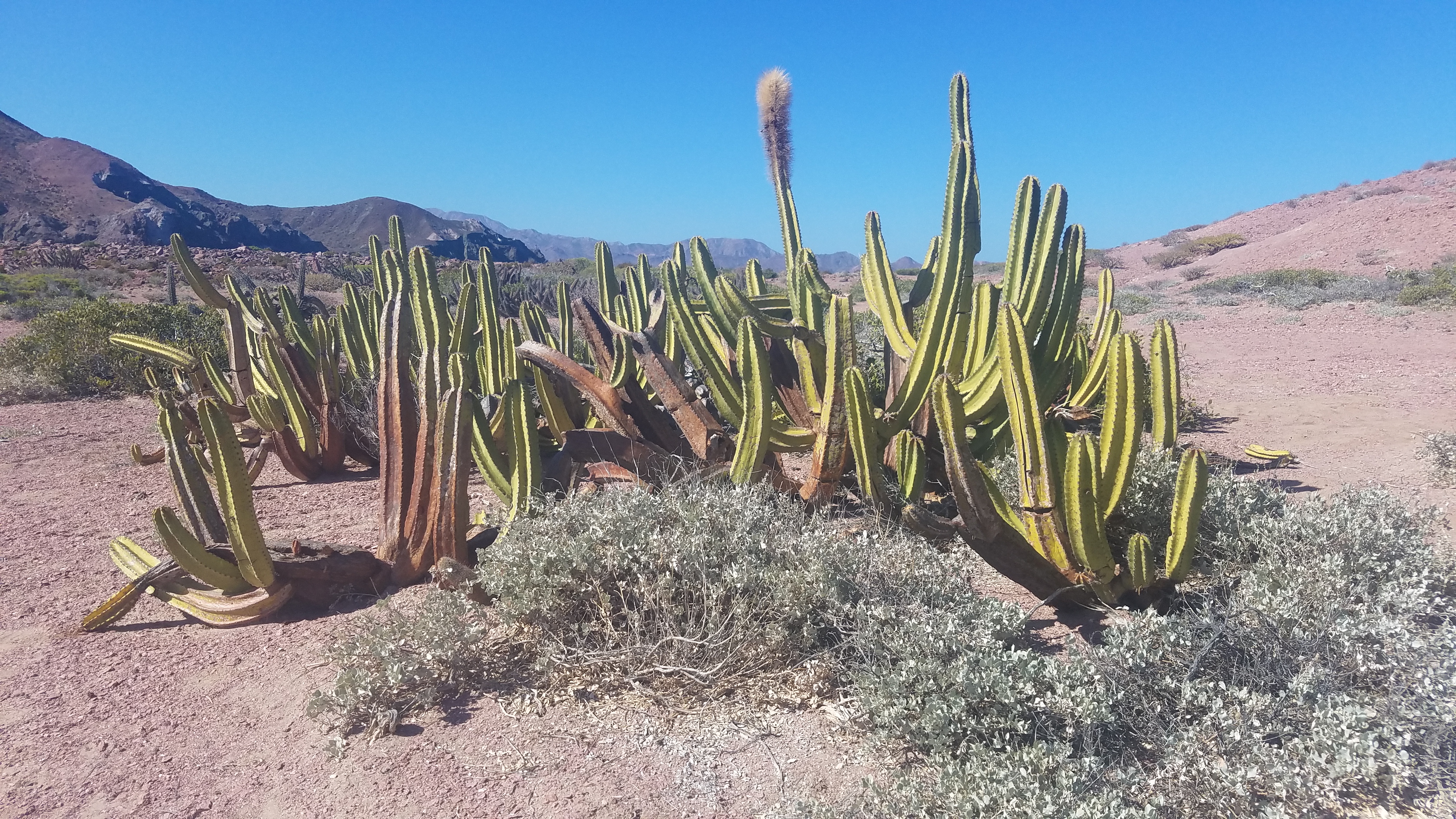 Cactus. This is the desert.