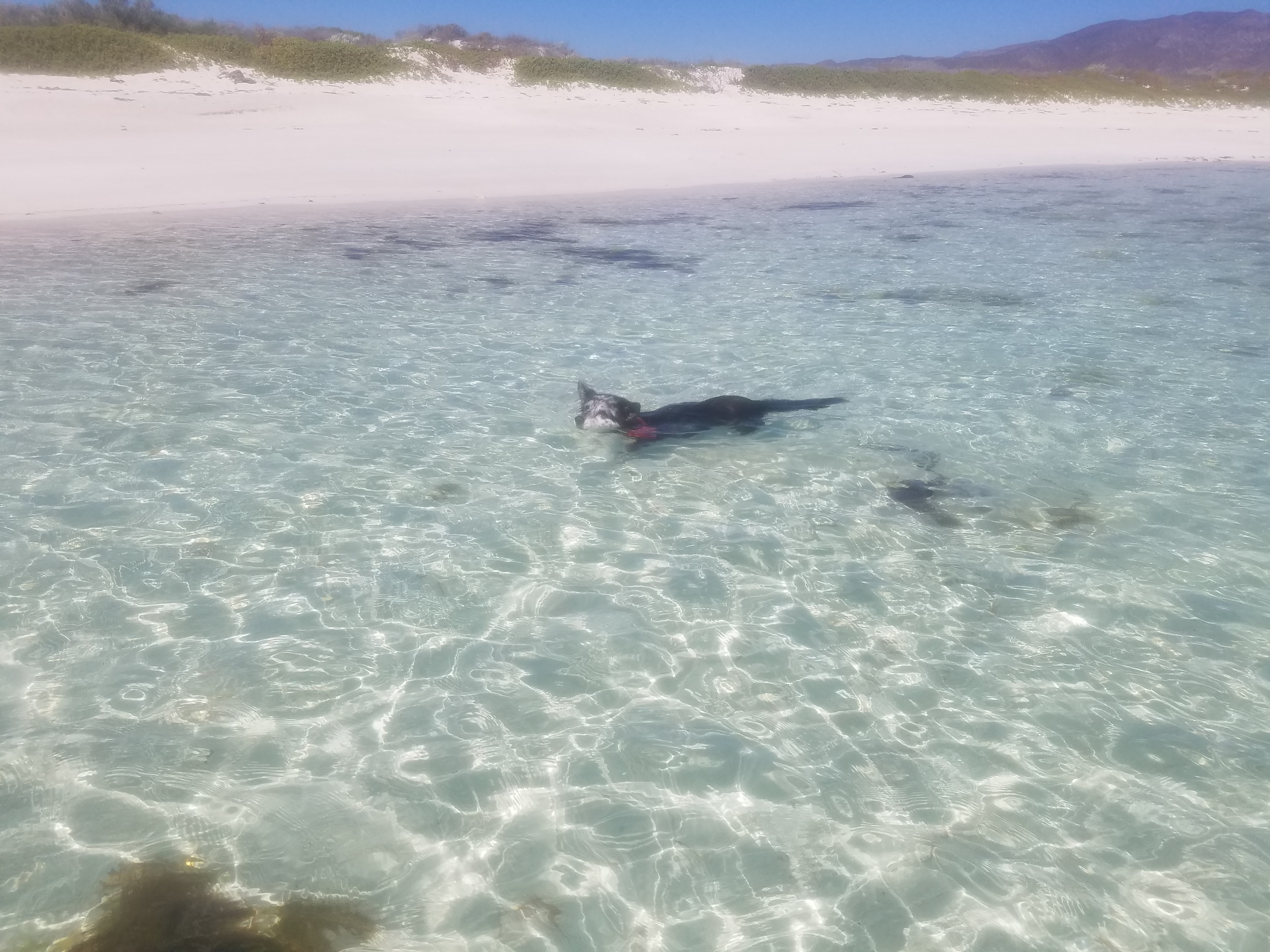 Roxie loves to lounge in the shallows.