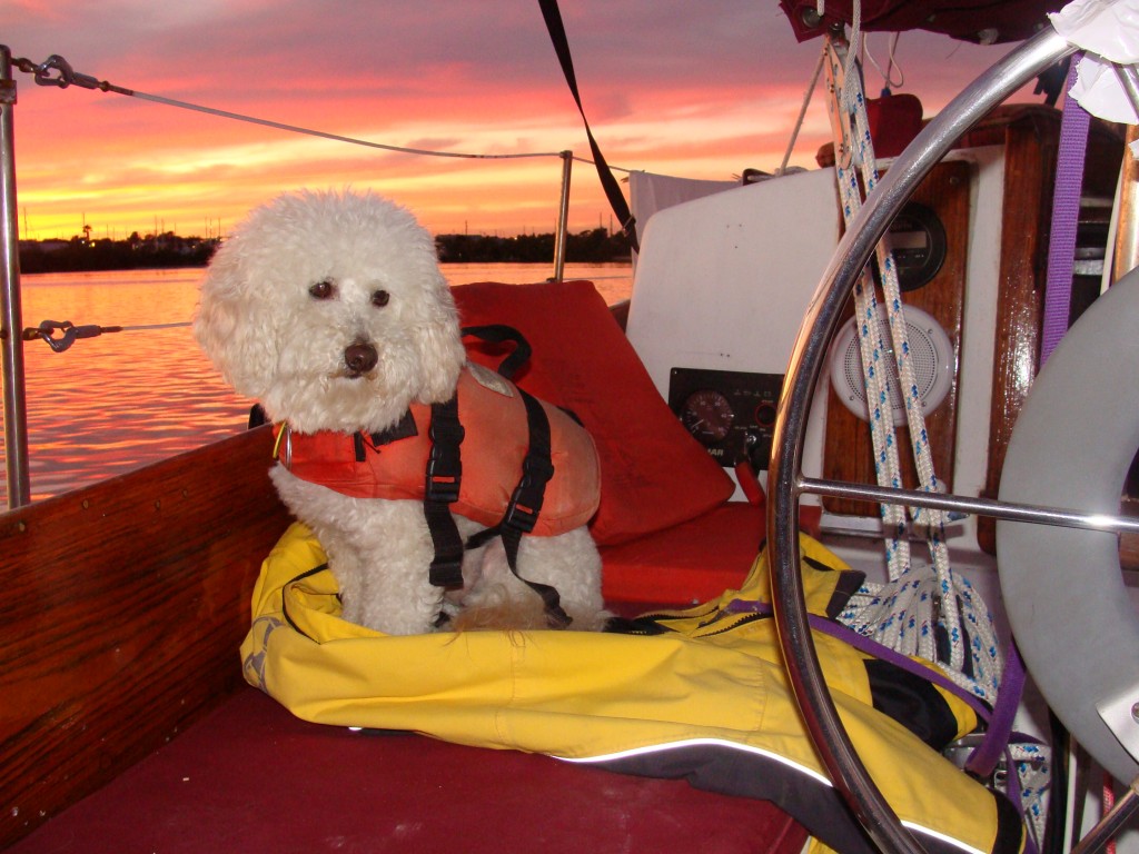 Bichon Frise, foster failure