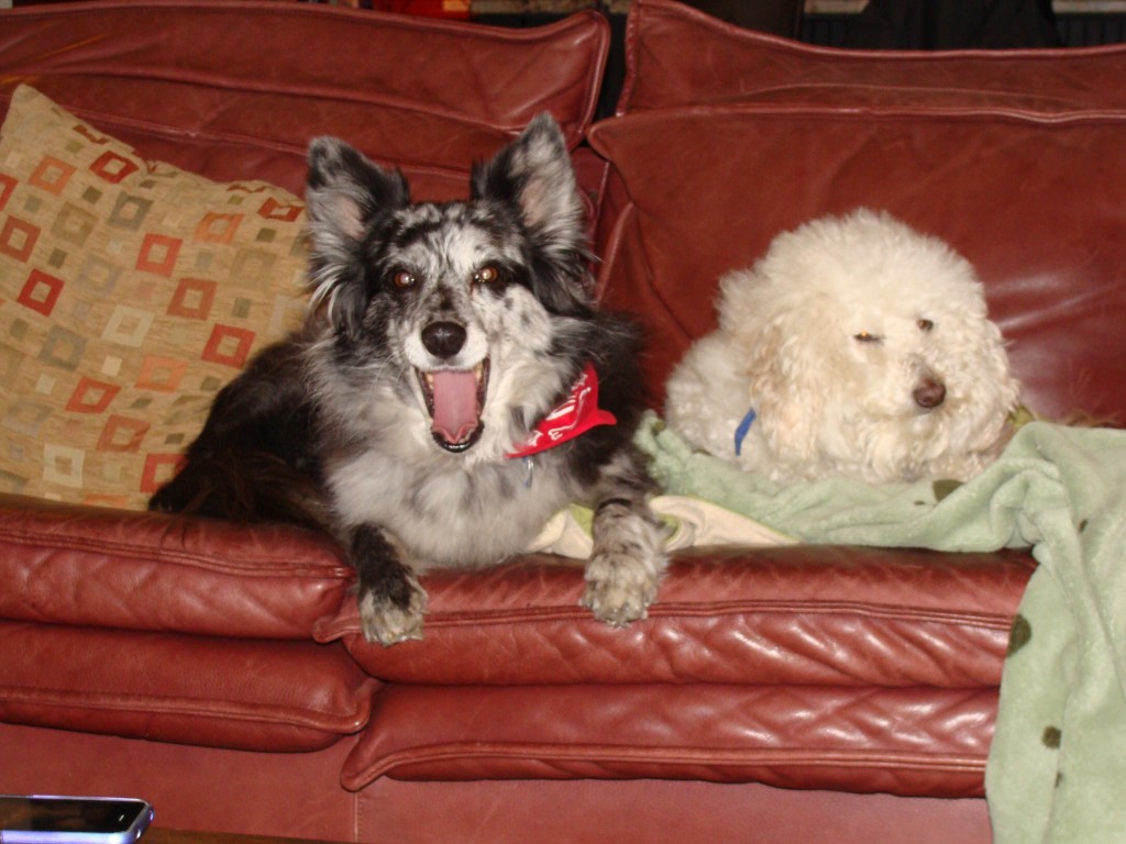 2 dogs