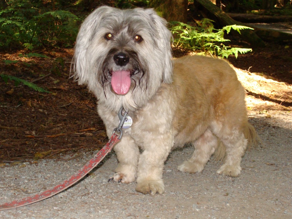 hiking dog